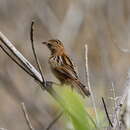 Image of Cisticola juncidis fuscicapilla Wallace 1864