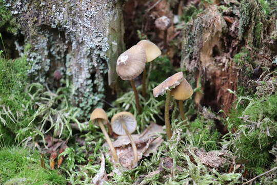 Image of Mycena viridimarginata P. Karst. 1892