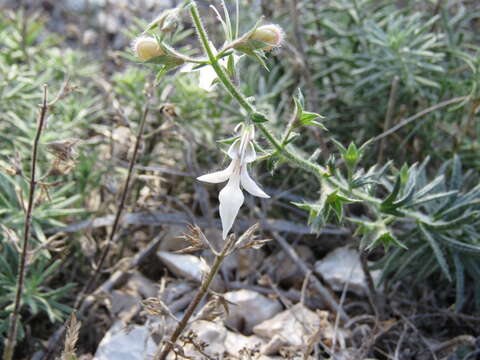 Sivun Teucrium pseudochamaepitys L. kuva