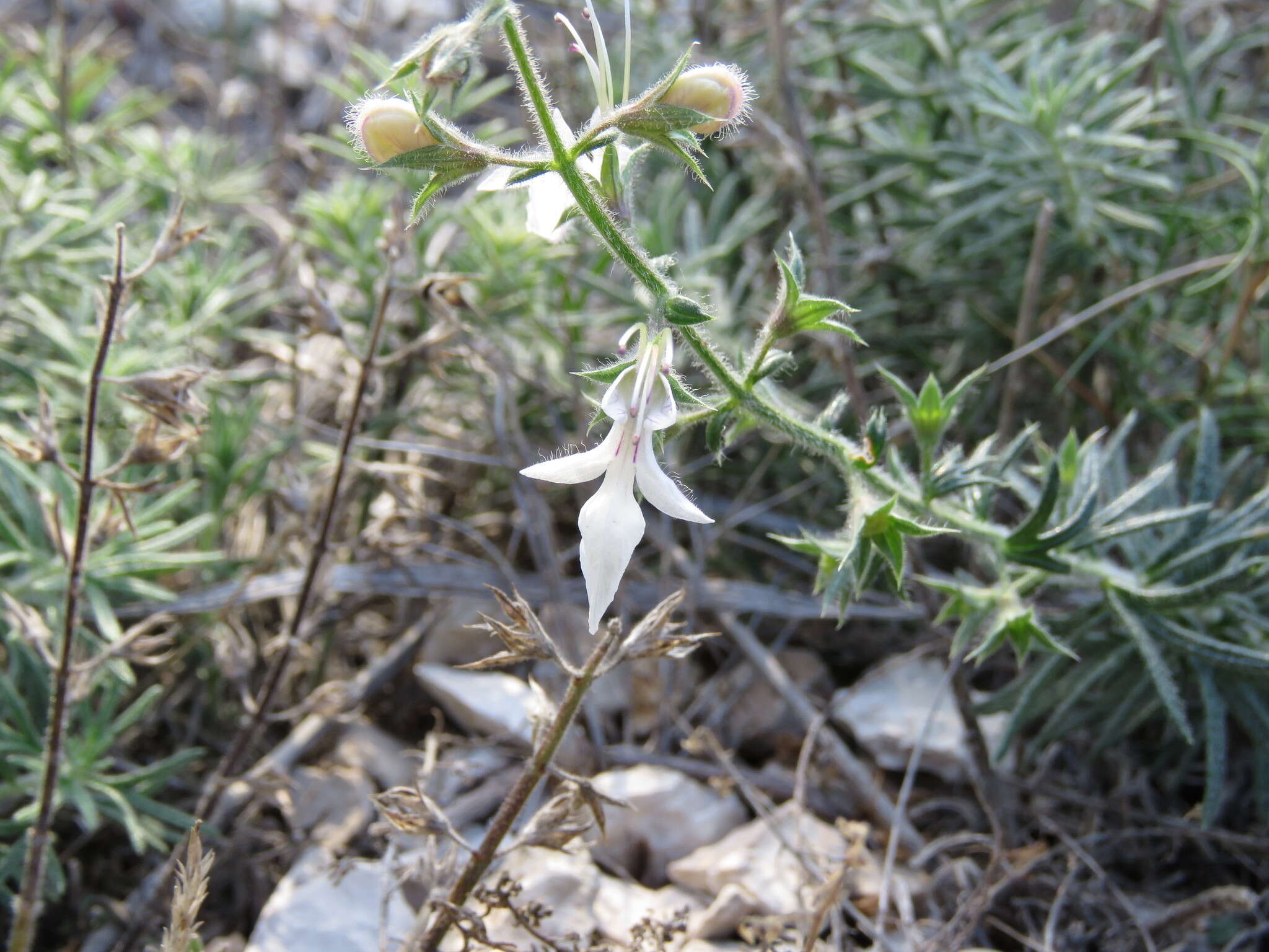 Image of Teucrium pseudochamaepitys L.