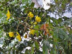 Image of silk cottontree