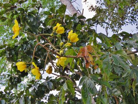 Imagem de Cochlospermum vitifolium (Willd.) Spreng.