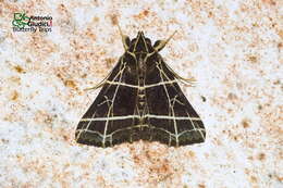 Image of Bertula crucialis Felder