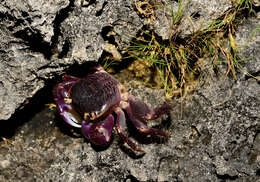 Image of Geograpsus grayi (H. Milne Edwards 1853)