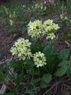 Image of Primula elatior subsp. pallasii (Lehm.) W. W. Sm. & Forrest