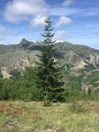 Image of noble fir