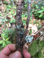 Image of light and dark lichen