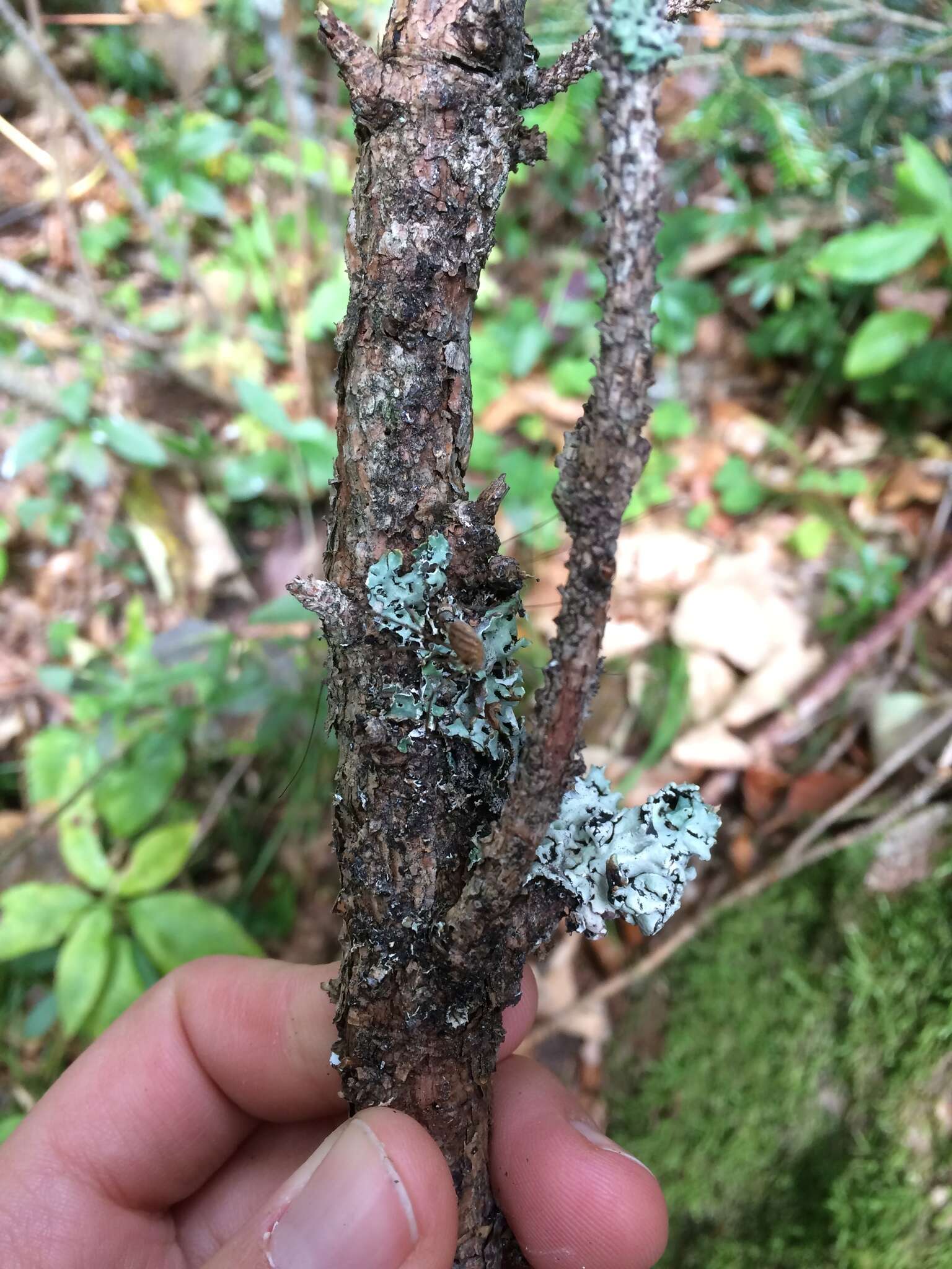 Image of light and dark lichen