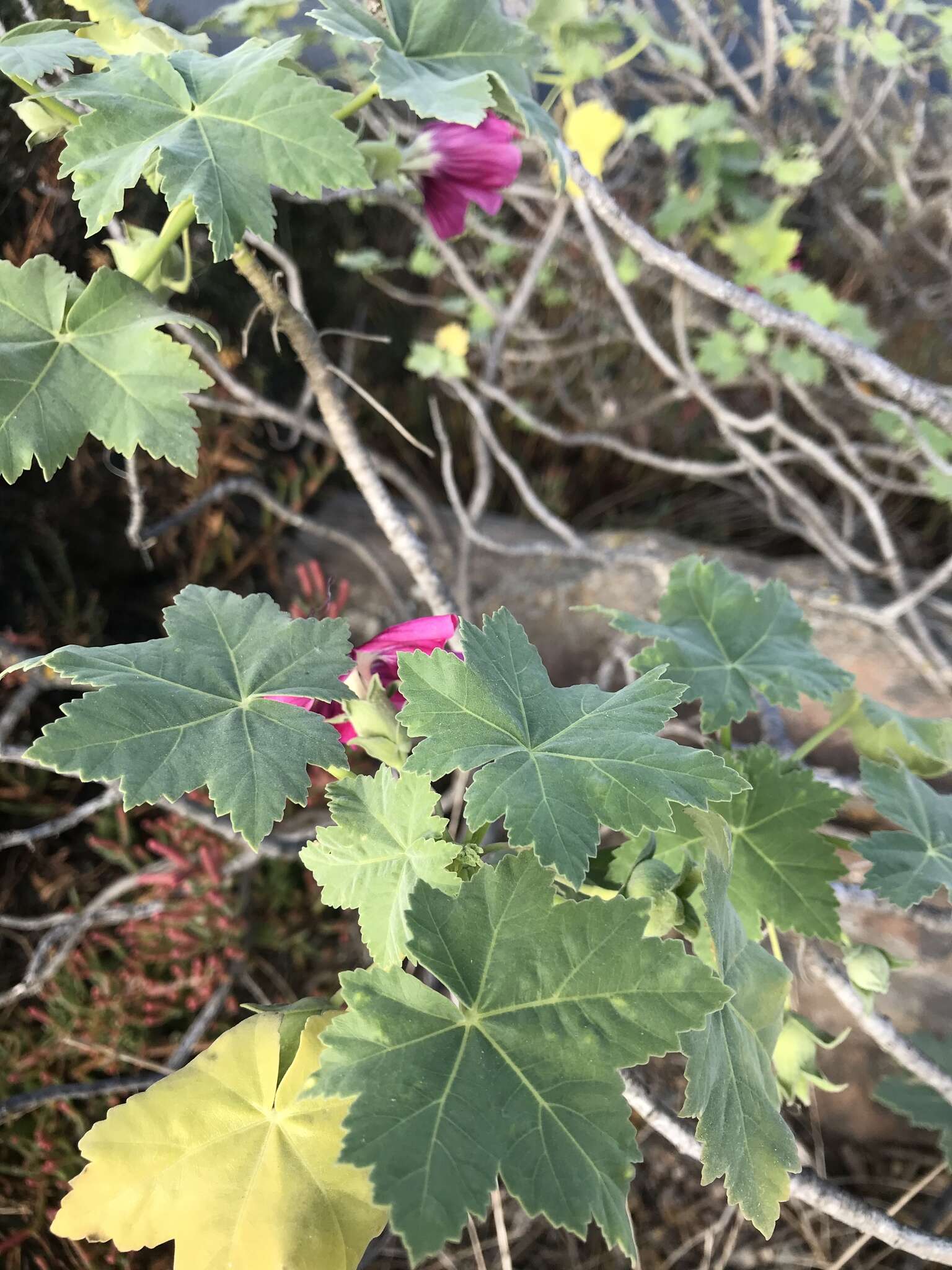 Imagem de <i>Malva <i>assurgentiflora</i></i> subsp. assurgentiflora