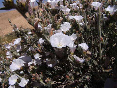 Image de Convolvulus lanatus Vahl