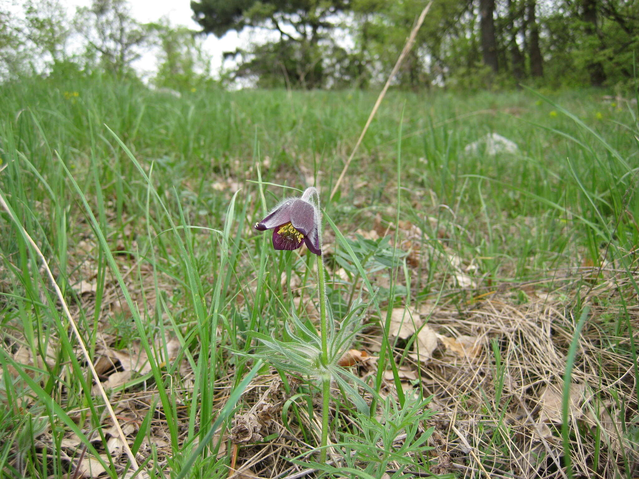 Image of Pulsatilla pratensis subsp. nigricans (Störcke) Zämelis