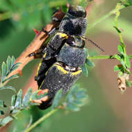 Image of Hippomelas planicauda Casey 1909