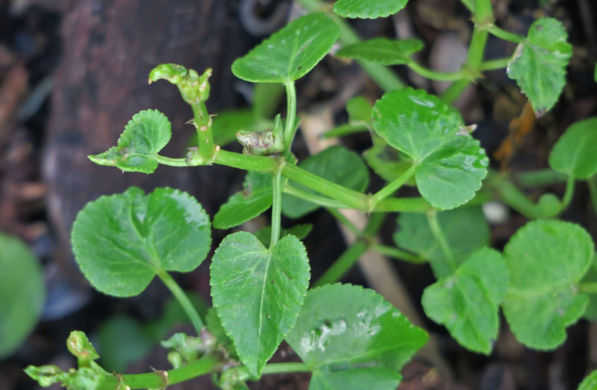 Imagem de Adenocline acuta (Thunb.) Baill.