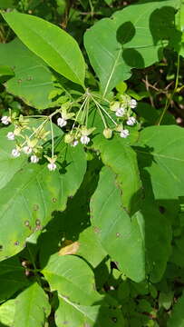 Слика од Asclepias exaltata L.