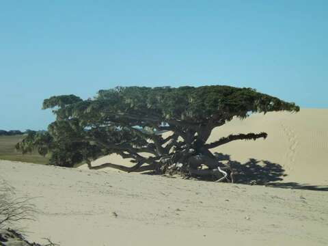 Image of Ficus cestrifolia Schott ex Spreng.