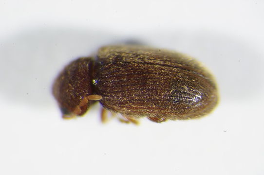 Image of drugstore beetle