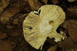 Plancia ëd Russula alutacea (Fr.) Fr. 1838