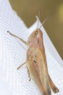 Image of Chorthippus (Glyptobothrus) apicalis (Herrich-Schäffer 1840)