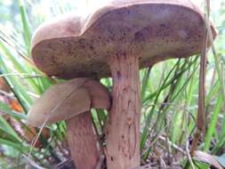 Image of Boletus ferrugineus Schaeff. 1774