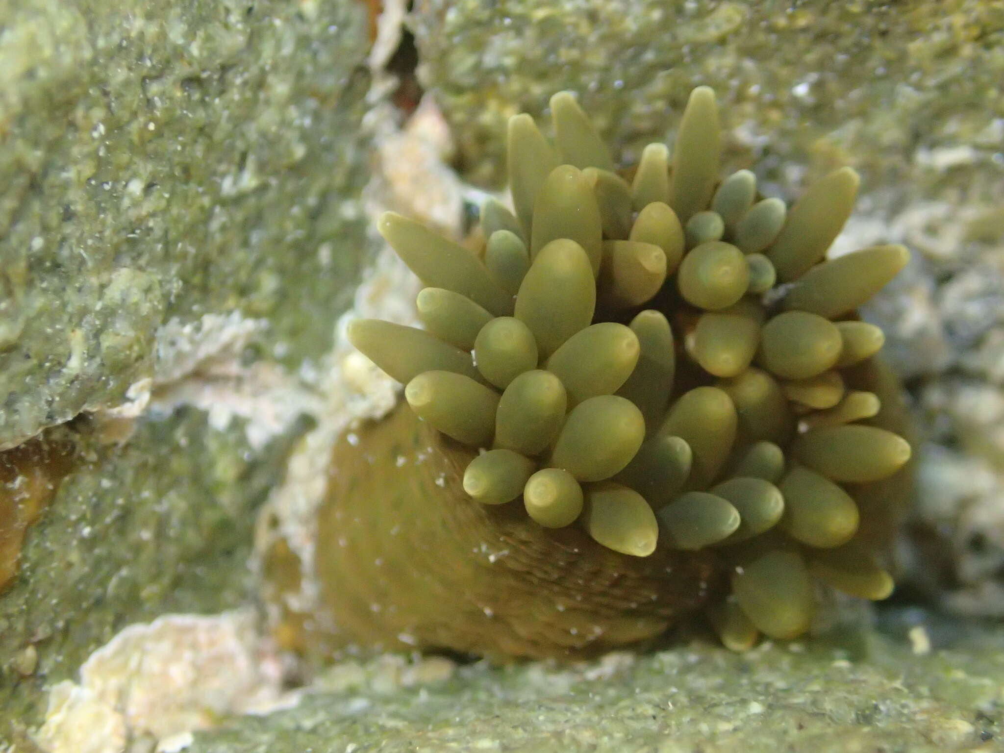 Слика од Isactinia olivacea (Hutton 1879)