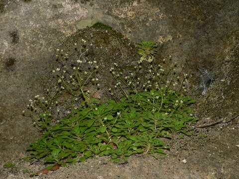 Image of Sedum fragrans H. 't Hart