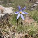 Image of Calydorea nuda (Herb.) Baker