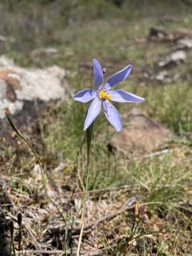 Image of Calydorea nuda (Herb.) Baker