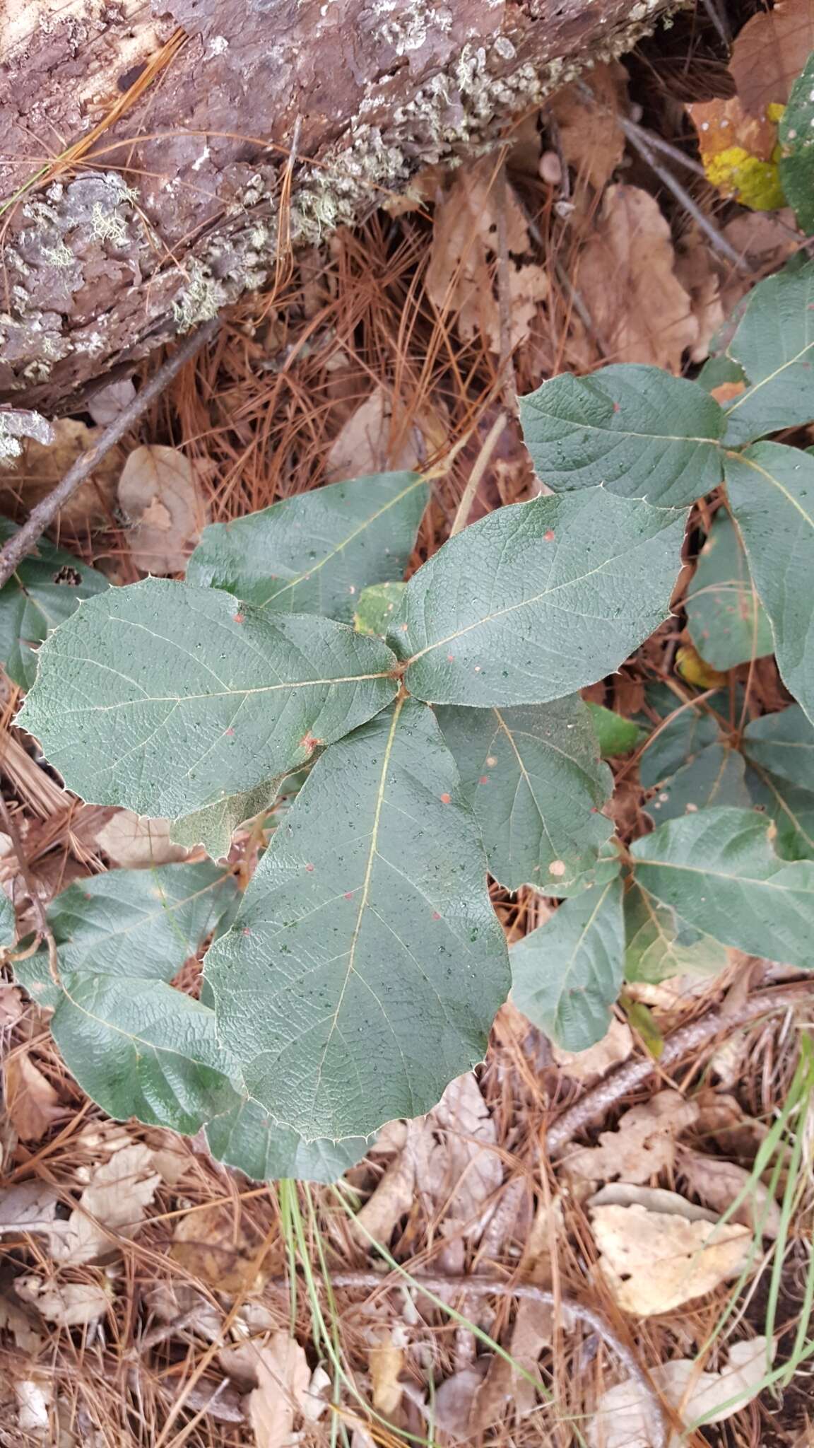 Image of Leather Leaf Mexican Oak