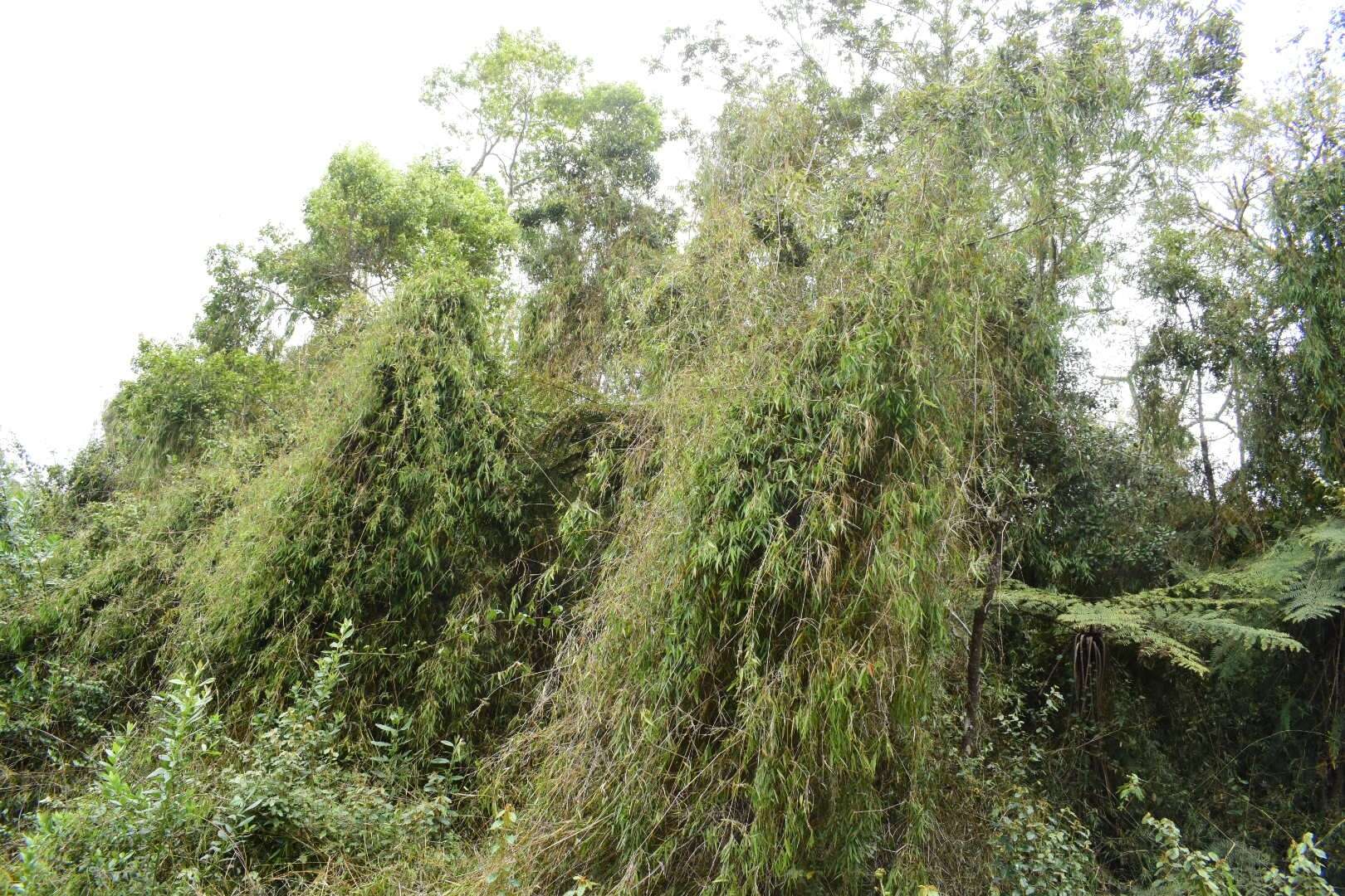 Image of Arthrostylidium haitiense (Pilg.) Hitchc. & Chase