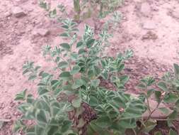 Imagem de Indigofera cordifolia Roth