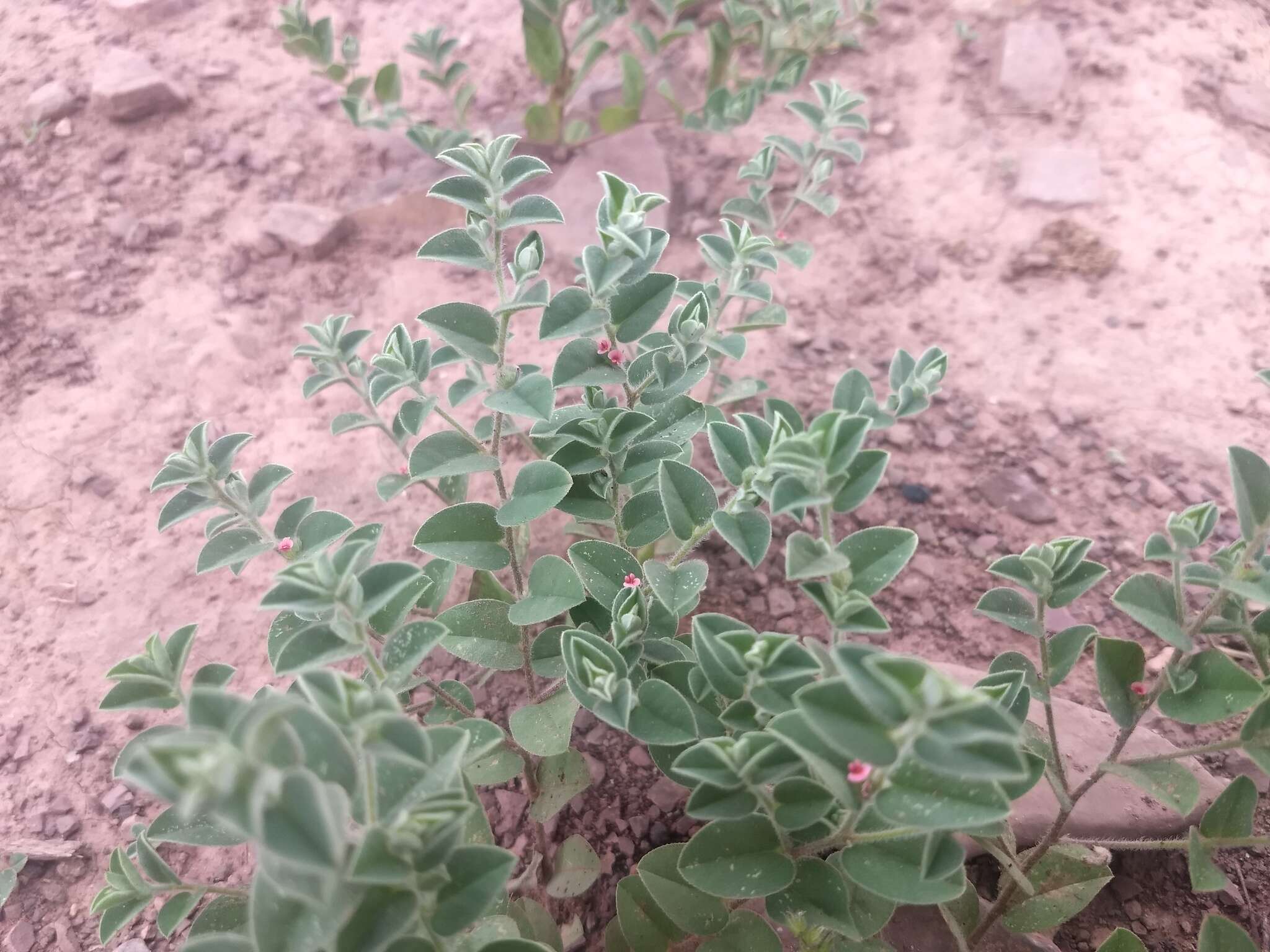 Imagem de Indigofera cordifolia Roth