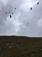 Image of Alpine Chough