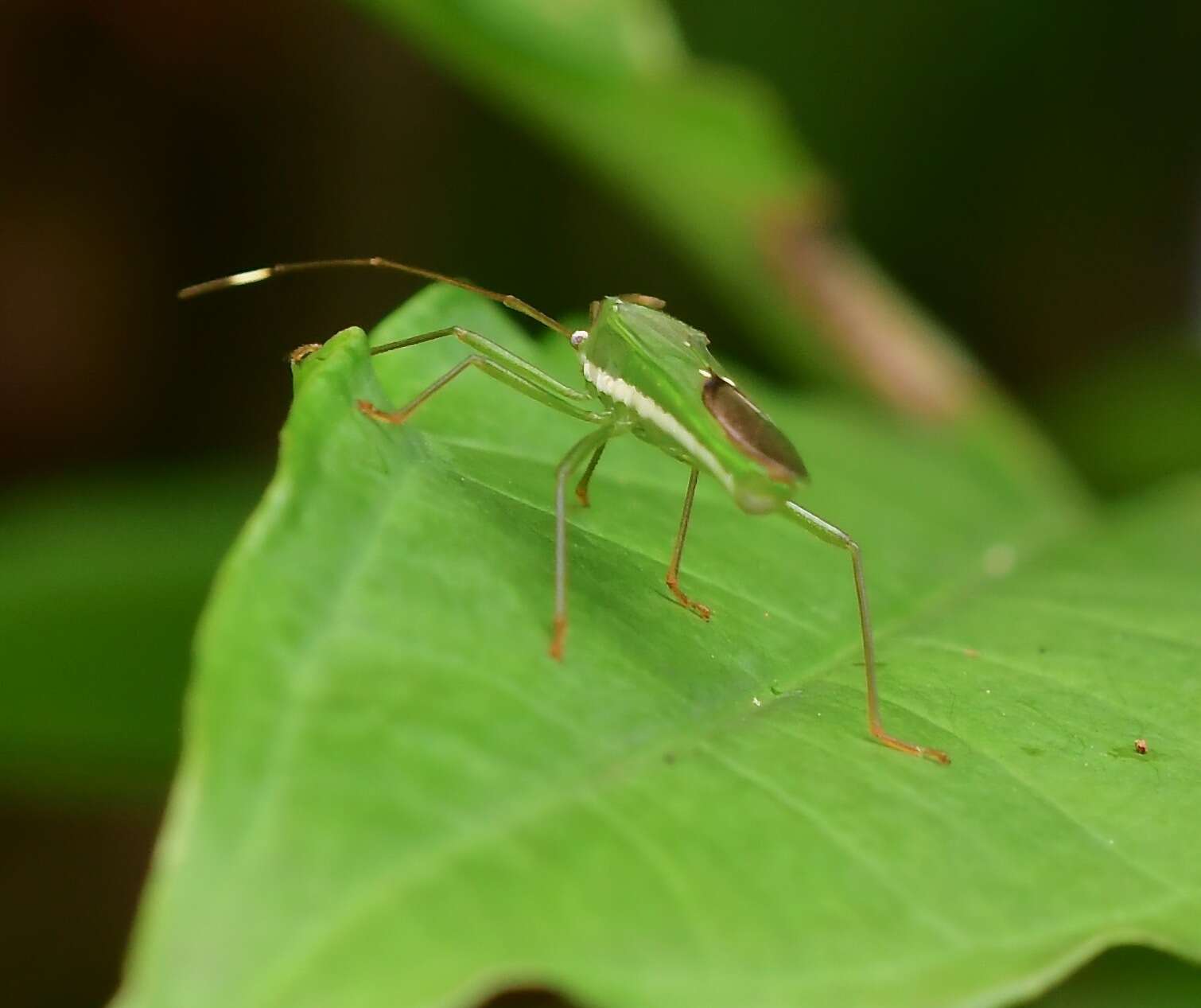 Imagem de Homoeocerus (Anacanthocoris) graminis (Fabricius 1803)