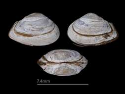 Image of contracted box clam