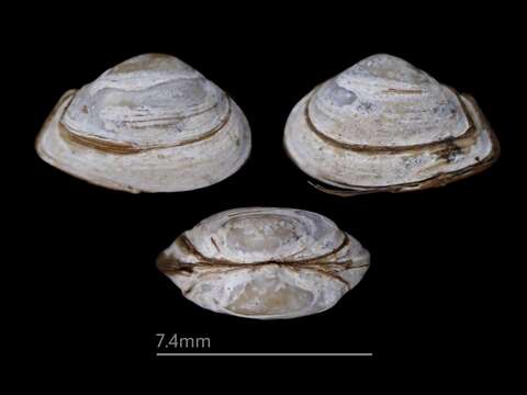 Image of contracted box clam