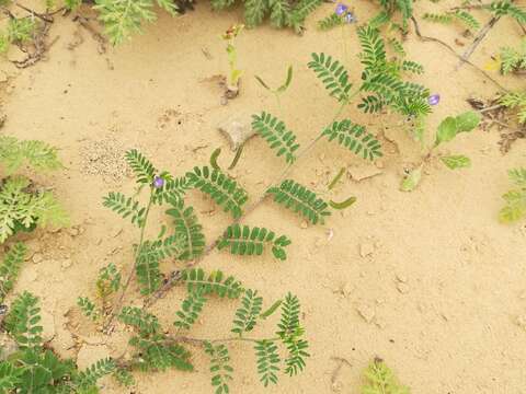 Image of Emory's milkvetch