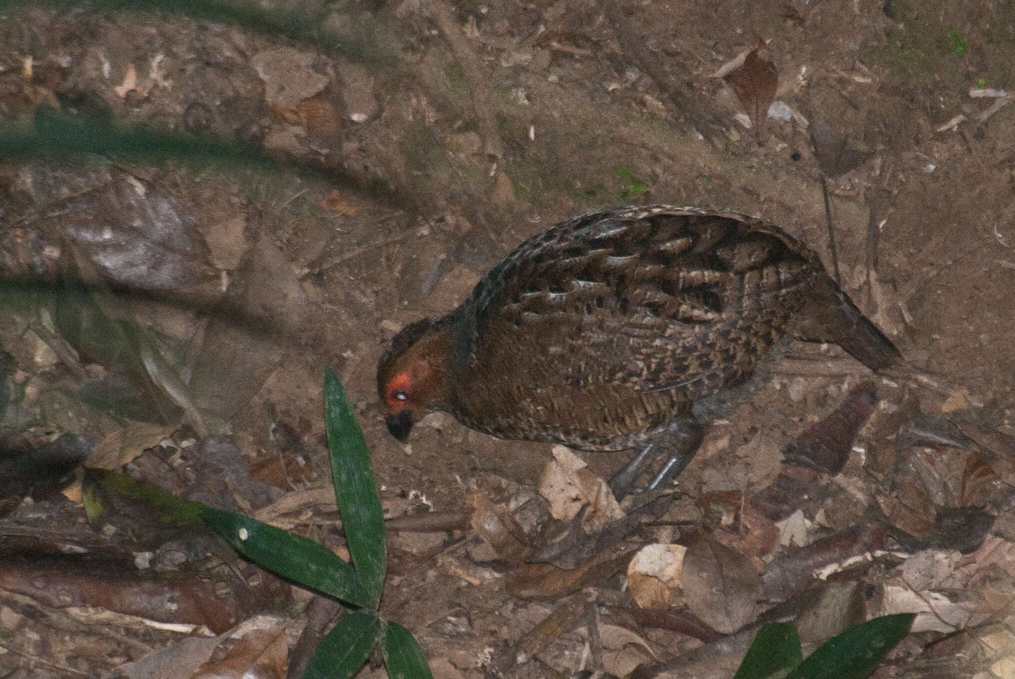 Image of Marbled Wood Quail