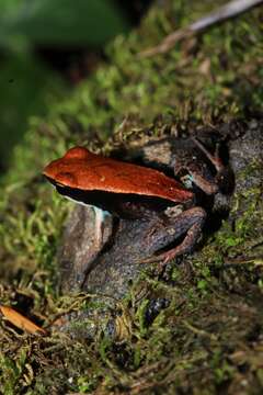 Image of Blue-legged mantella