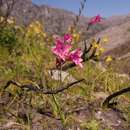 Plancia ëd Gladiolus phoenix Goldblatt & J. C. Manning