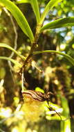 Imagem de Angraecum conchiferum Lindl.
