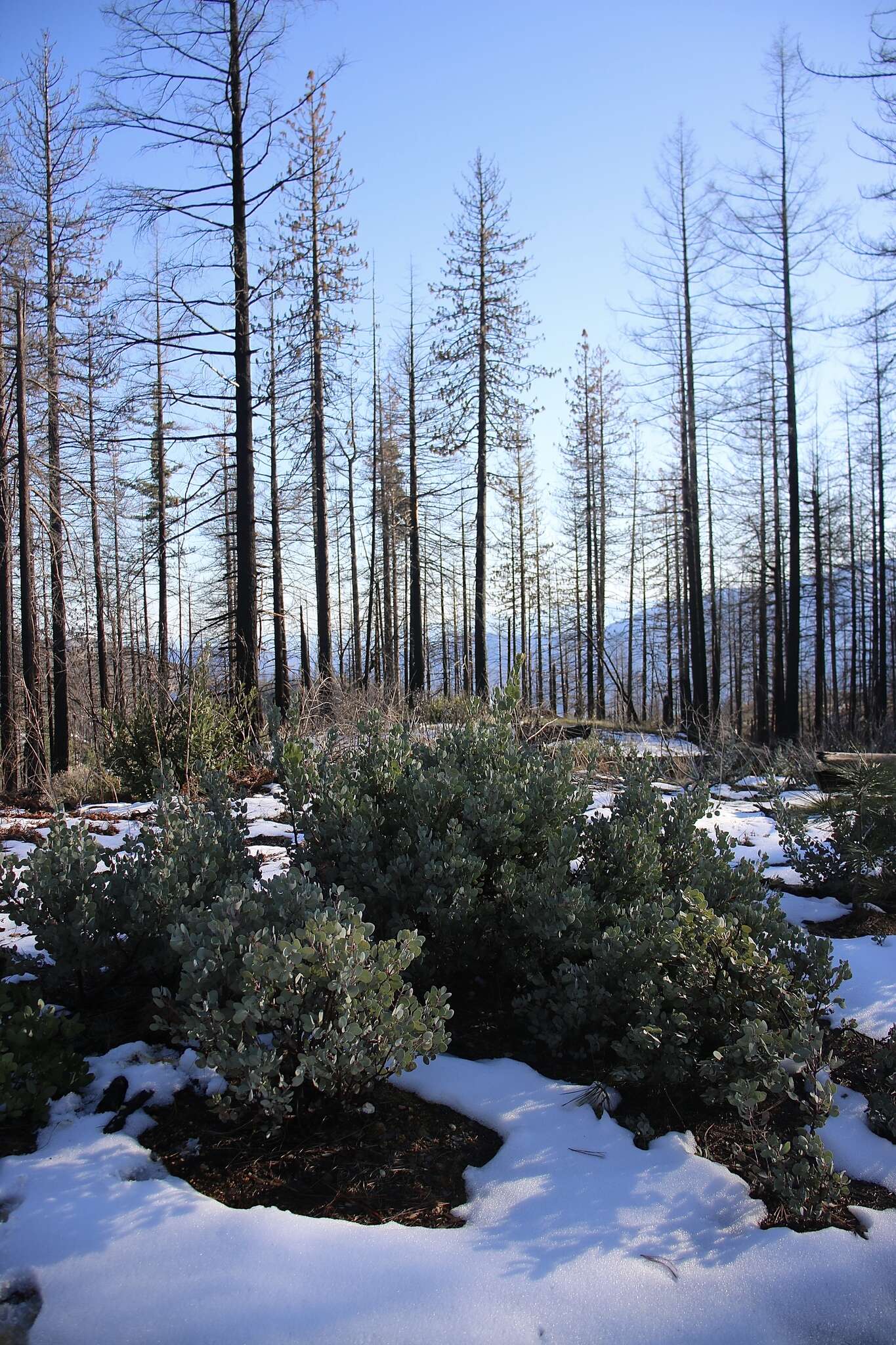 Image of Mallory's manzanita