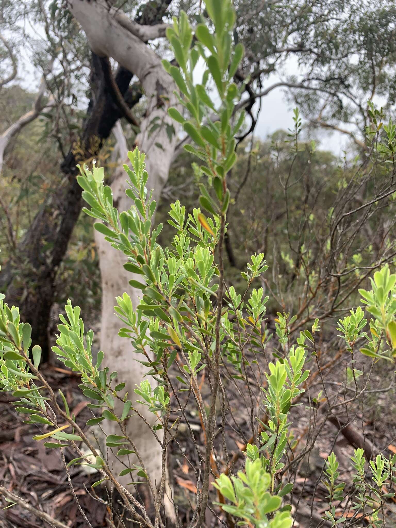 Plancia ëd Leucopogon muticus R. Br.