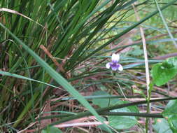 Image of Ivy-leaved Violet