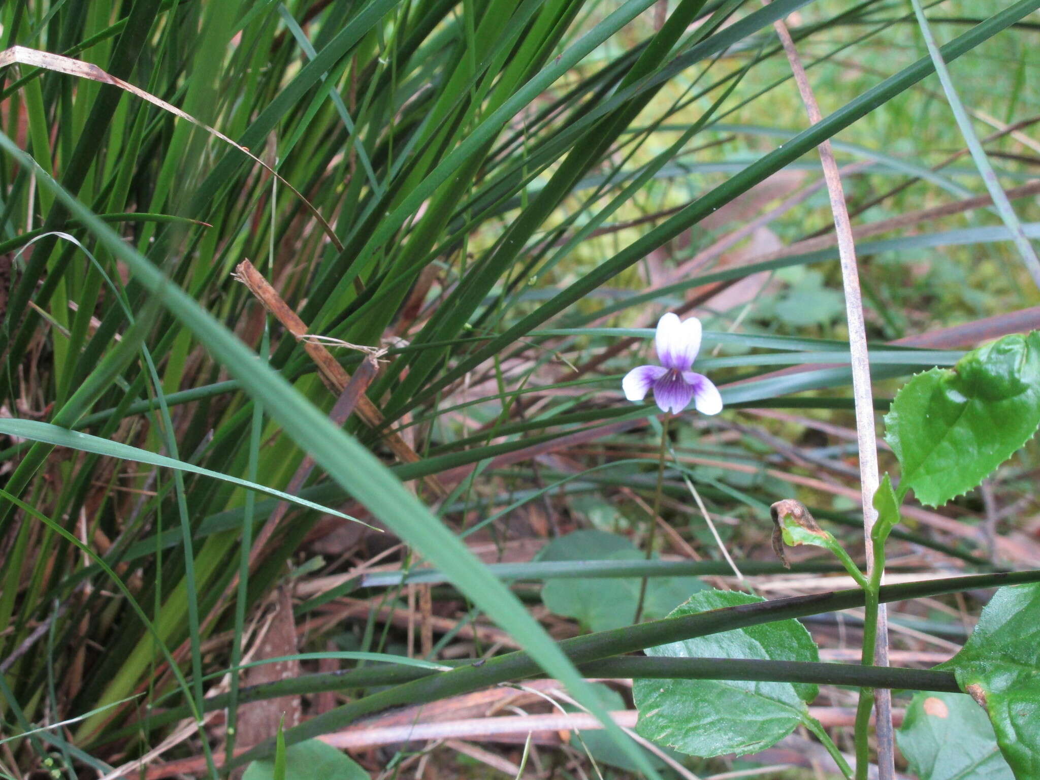 Image of Ivy-leaved Violet