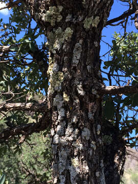 Image of gray oak