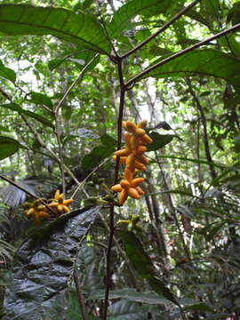 Image de Clarisia ilicifolia (Spreng.) Lanj. & Rossb.