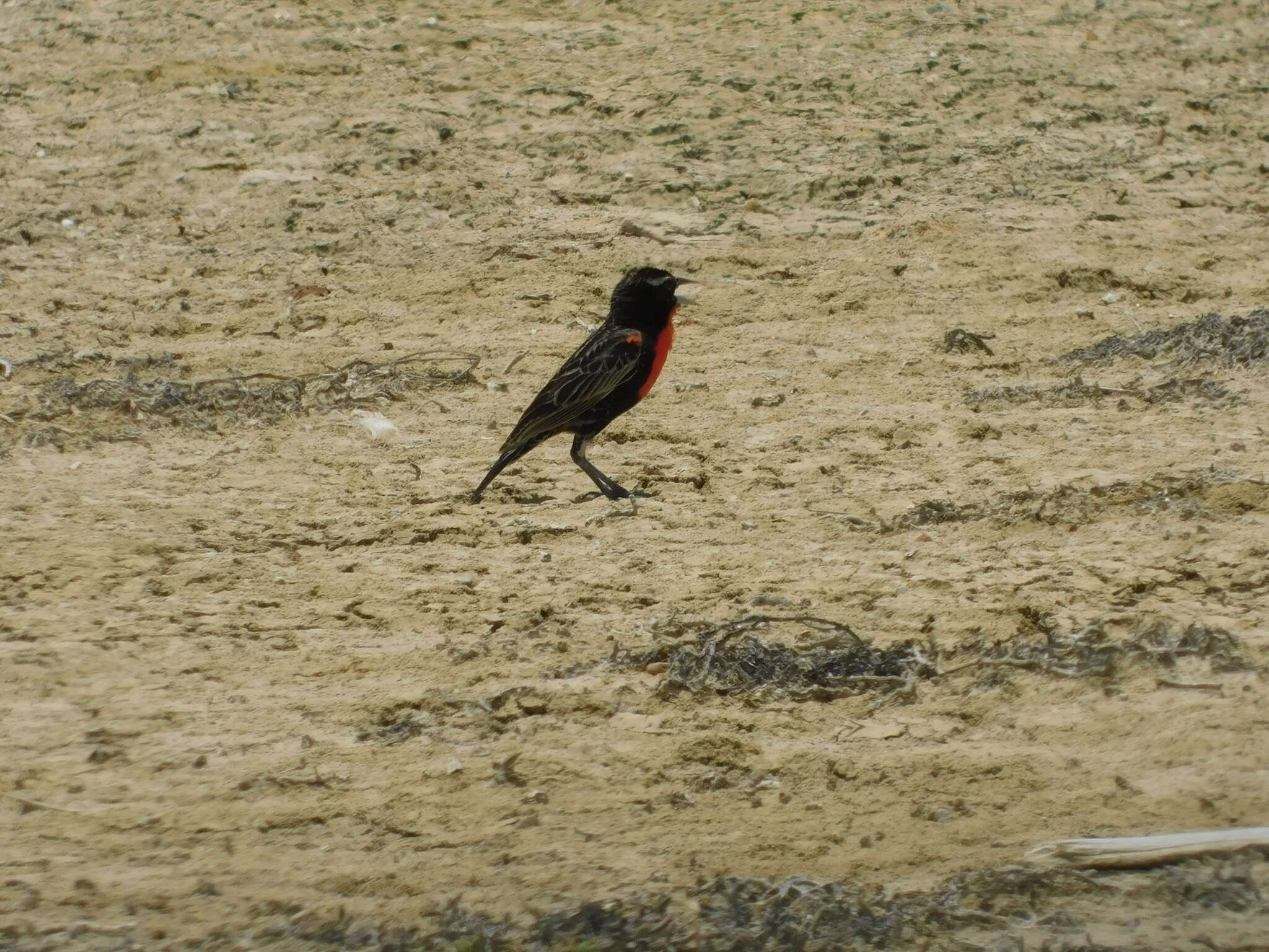 Image of Peruvian Meadowlark