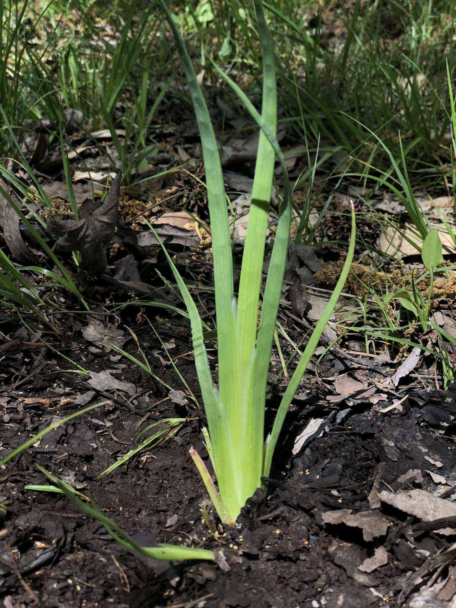 Imagem de Juncus validus Coville