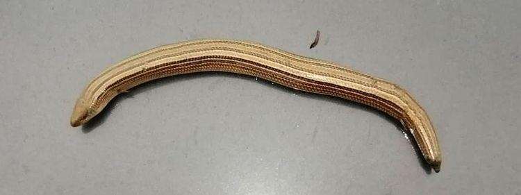 Chalcides chalcides (Linnaeus 1758) resmi