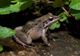 Image of rufous frog